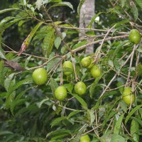 Pouteria campechiana (Kunth) Baehni